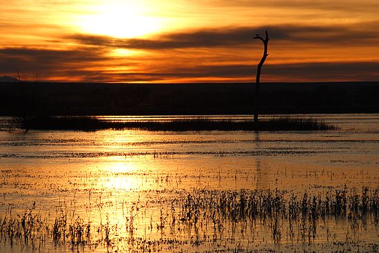 Bosque del Apache, New Mexico