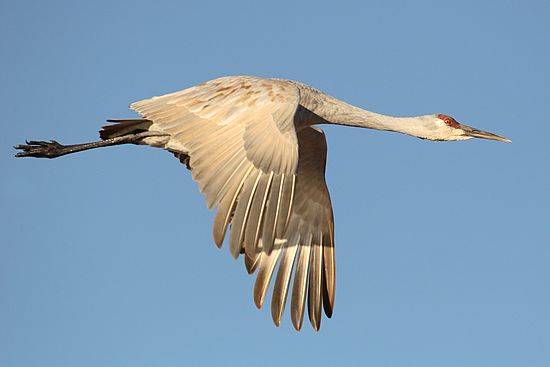 Bosque del Apache, New Mexico