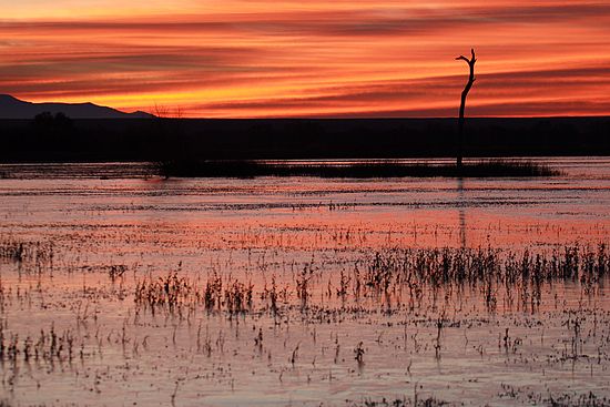 Bosque del Apache, New Mexico