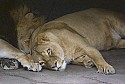 Lions at the Cleveland Zoo