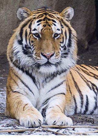 Tiger at Cleveland Zoo